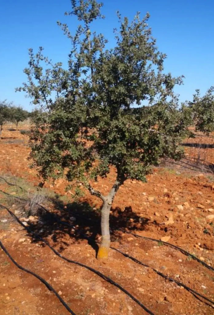 trufflefarm01